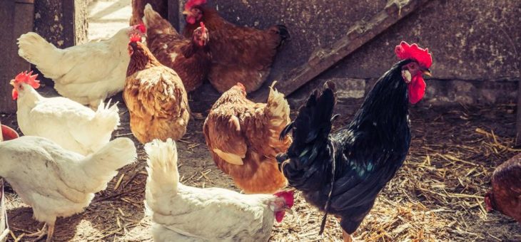 Hygiene im Hühnerstall – was tun bei Milbenbefall?