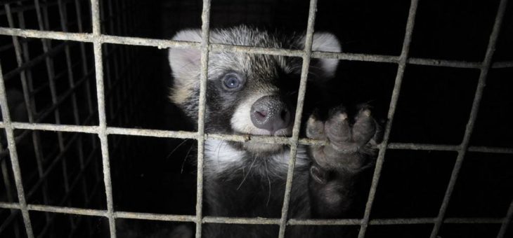 Deutscher Tierschutzbund fordert Ende der Pelztierzucht
