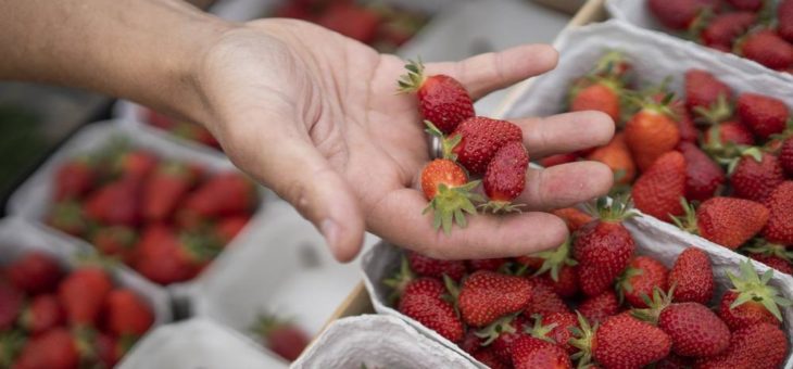 Ernteretter sind Glücksfall für die Obstbauern