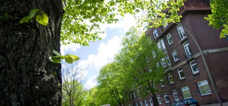 Baumfällsaison 2019/2020: Hamburg verliert 950 Straßenbäume