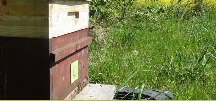 Honigliebling stärkt die Bienen