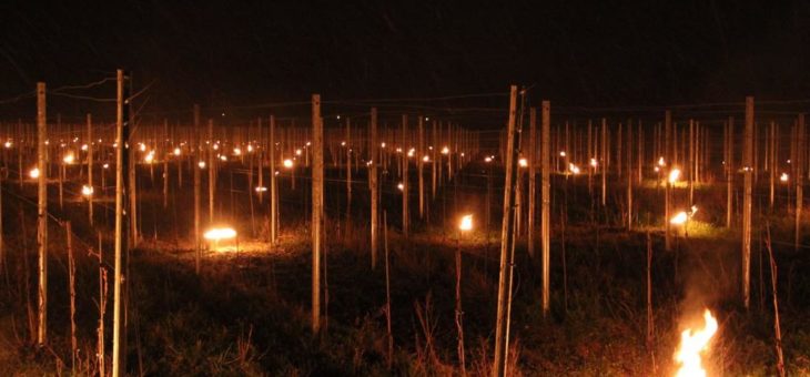 Frostnächte in den Weinbergen