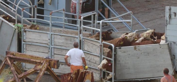 EU-Bericht enthüllt Missstände bei Tierexporten per Schiff