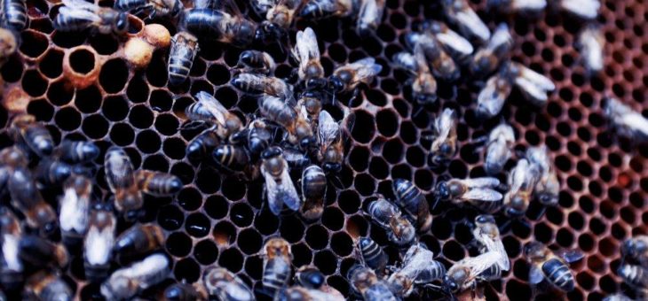 Weltbienentag: Bienenschutz muss höchste Priorität haben