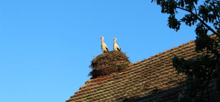Besucherzentrum im Storchendorf Rühstädt erwartet wieder seine Gäste