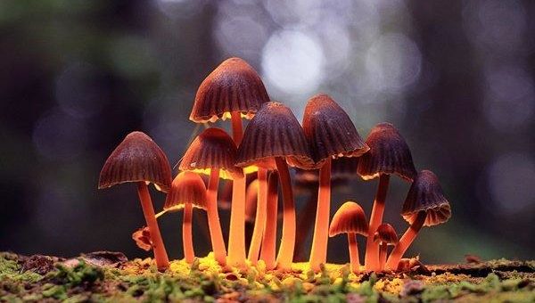 Champignon Brands sponsert Initiative für legalen Zugang zu Psilocybin