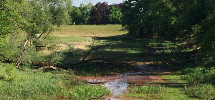 Siechende Flusslandschaft Elbe – Lebensraum verzweifelt gesucht