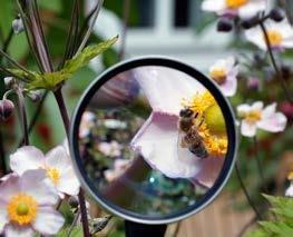 Auf zum Insektensommer!