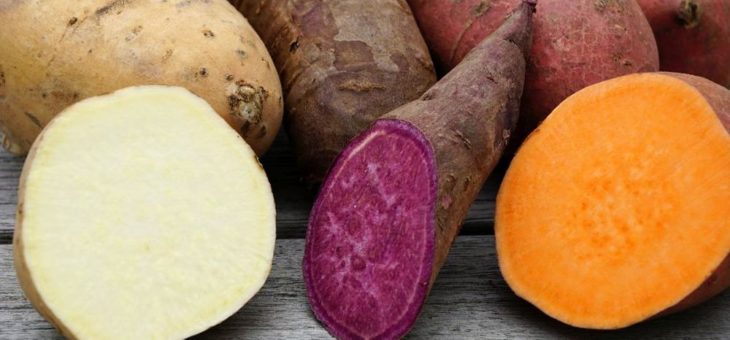 Süßkartoffeln – Gemüse mit Potenzial