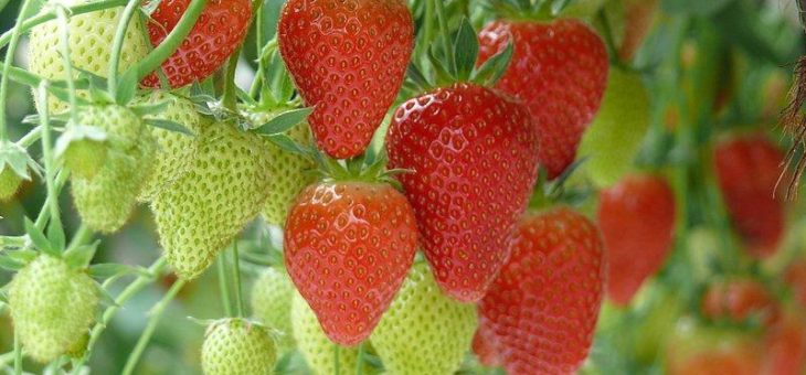 Mit den Erdbeeren beginnt die Konfitürenzeit