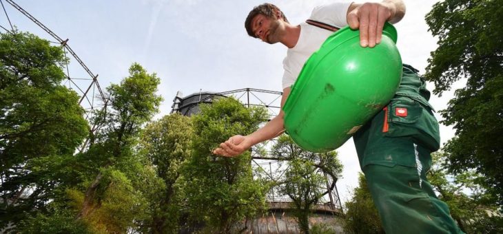 Ein Stück Siebentischwald auf dem Gaswerksgelände