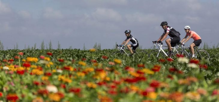 Mit alltours Urlaub in den Niederlanden wieder möglich