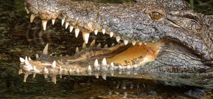 Wiedereröffnung des Tropen-Aquariums am 3. Juni 2020
