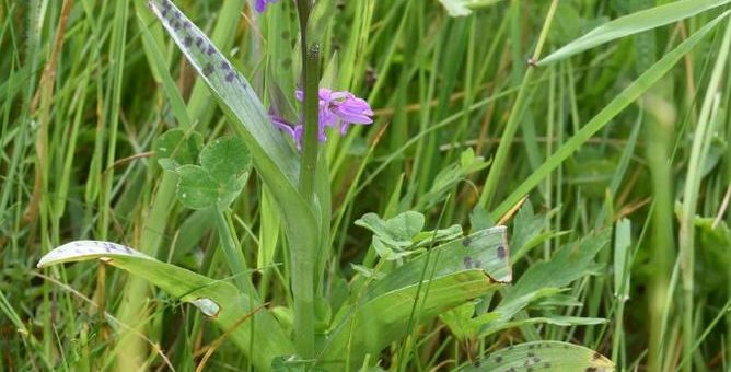 Orchideen im Pfälzerwald haben April-Trockenheit gut überstanden