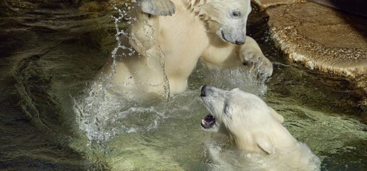 Zoo am Meer in Corona-Zeiten/Eisbären-Zwillinge/Nachwuchs