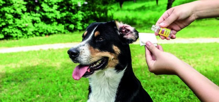 Der Sommer kommt – 5 Tipps zur Tierpflege mit Ballistol