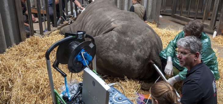 Erfolgreiche Eizellenentnahme bei Südlichen Breitmaulnashörnern durch das BioRescue-Team im Serengeti-Park Hodenhagen
