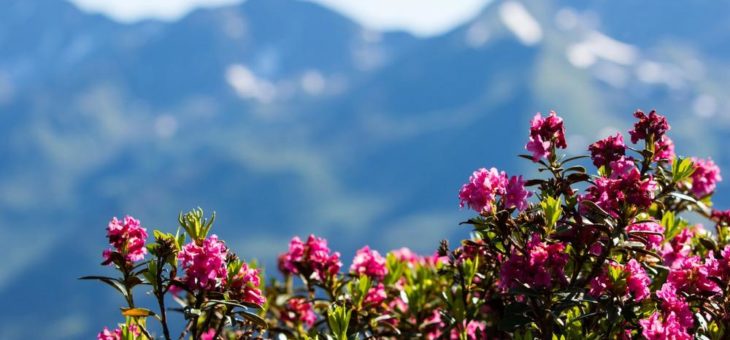 Almrosenzeit und Sommersonnenwende – eine ganz besondere Zeit in der Wildschönau