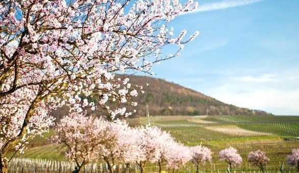 La Vie en Rose – Mandelblüte an der Deutschen Weinstraße