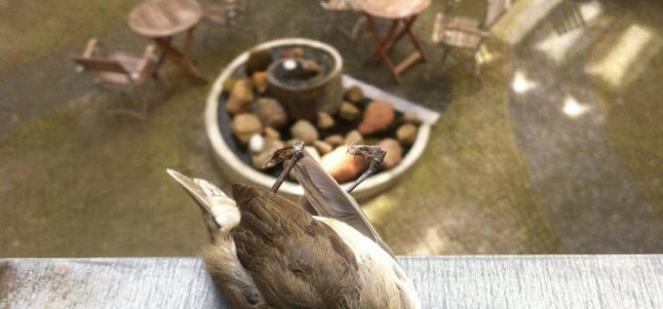 Scheiben als Vogelkiller