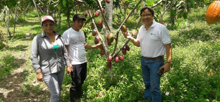 Bioanbau im Agroforst: ForestFinance erhält Bio-Zertifikate für Kakao, Oliven und Datteln