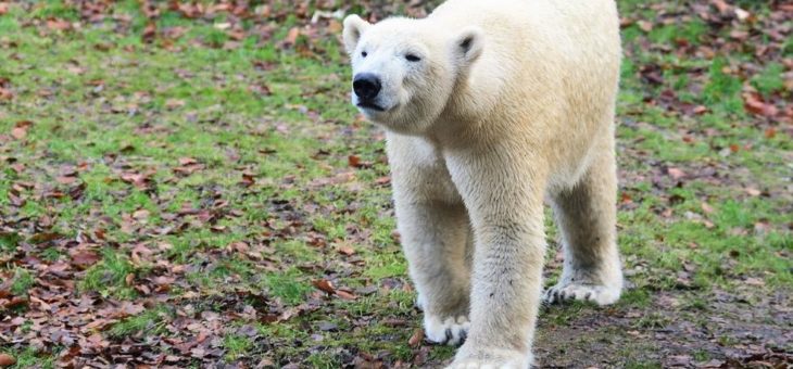Eisbärin Quintana verlässt Hellabrunn – Zwei neue Mitbewohnerinnen für Giovanna