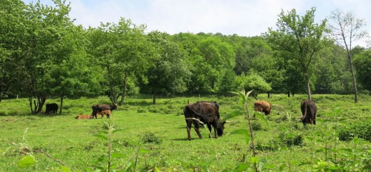 Beweidung durch Rinder, Esel und Ziegen am Wingertsberg in Gräfenhausen