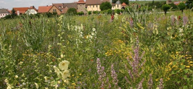 Alternative Energiepflanzen zu Mais helfen Bienen und Bauern