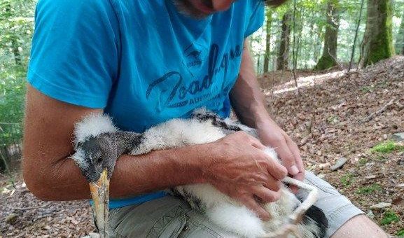 Kunsthorste in Laubbäumen und erster Naturhorst auf Fichte in den Landesforsten