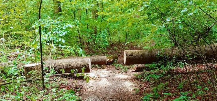 Baumfrevel im Nationalpark Hainich