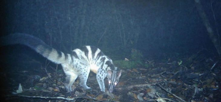 Überraschende Säugetiervielfalt im vietnamesischen Bidoup Nui Ba Nationalpark entdeckt