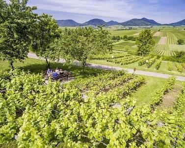 Südliche Weinstrasse: Neuer Picknick-Service für Genuss zwischen Wald, Wein und Wiesen