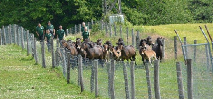 Das große Ponysortieren im Hutewald Solling der Niedersächsischen Landesforsten