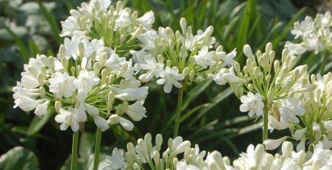 „Agapanthus im Park“ am Sonntag 26. Juli