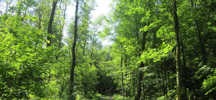 Gemeinde und Geo-Naturpark: Nutzergruppen auf bestehende Wege im Fischbachtal lenken