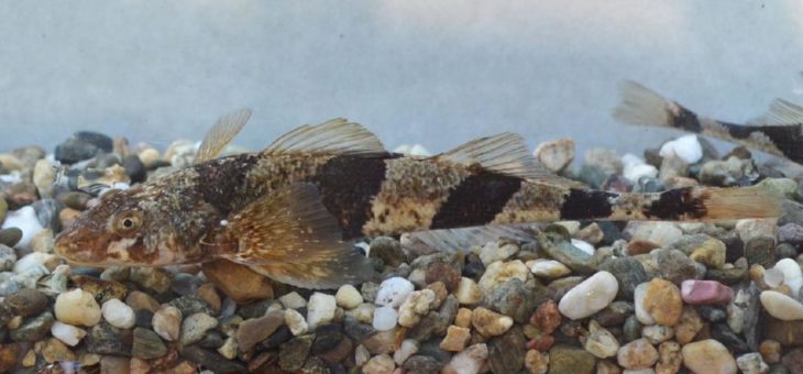 Fischarten im Mittelmeerraum durch Wasserkraftboom gefährdet