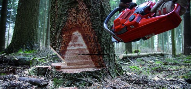 Mehr Unfalltote bei der Waldarbeit