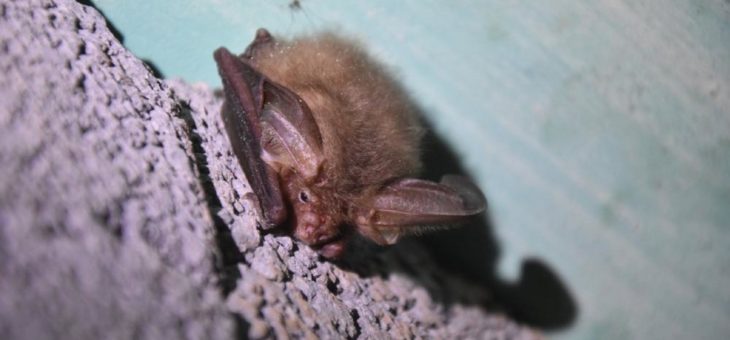 Fledermäuse stehen unter besonderem Schutz