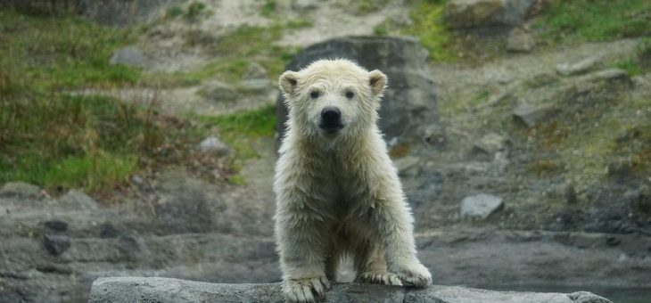 Kleine Eisbärin erobert Yukon Bay