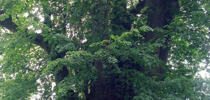 Baumpflegerische Sicherungsmaßnahmen an der mehrere hundert Jahre alten Tassilo-Linde auf der Fraueninsel