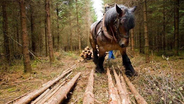 Audi Stiftung für Umwelt überreicht NaturVision Kurzfilmpreis an „Traces“