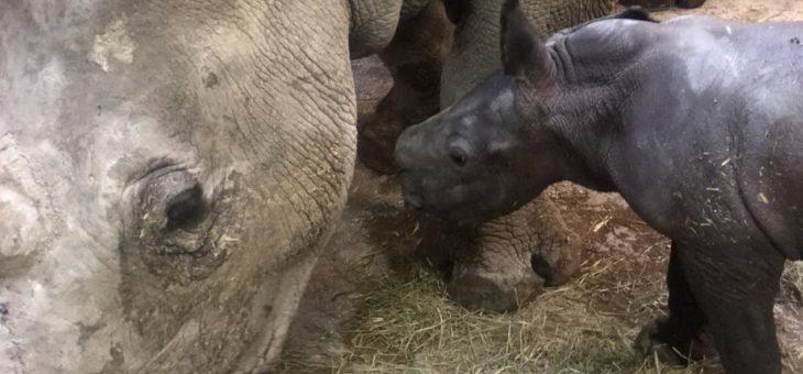 Erste detaillierte Einblicke in den Geburtsvorgang bei Nashörnern verbessern Geburtsprognose, -begleitung und -hilfe in zoologischen Gärten