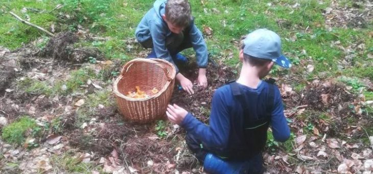 Pilze und Beeren: Sammelfreude und Saisonregeln im Müritz-Nationalpark