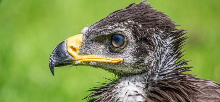 Beeindruckender Nachwuchs-Star für die Flugschau des Wildpark Müden
