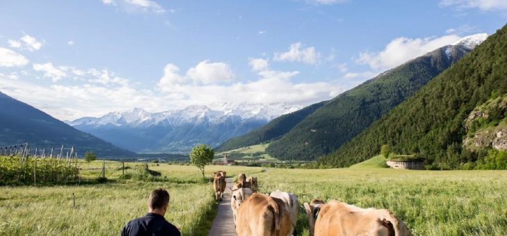 Gemeinde Mals streitet für eine Landwirtschaft ohne Pestizide