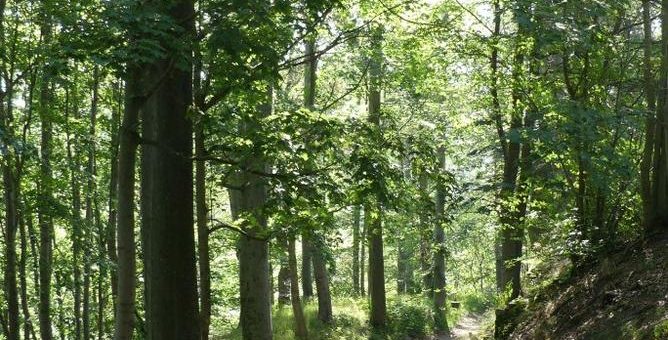 Das wöchentliche Wanderangebot der KTW startet wieder ab August