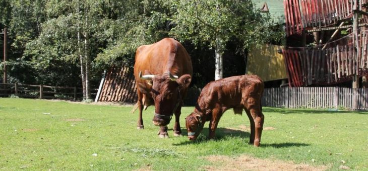 Junger Wilder auf Meyers Hof