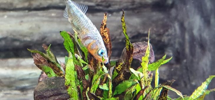 Natureum gewinnt Förderpreis Museumspädogik