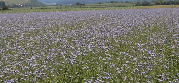 bnNETZE fördert den Anbau von Zwischenfrüchten