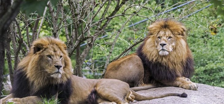 Hellabrunn freut sich über Rettungspaket der Landeshauptstadt München